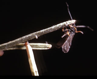 Agathis wasp - Larch Casebearer